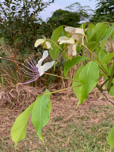 Balai Lamok – Tonji and Sylvia's Wildlife Refuge.